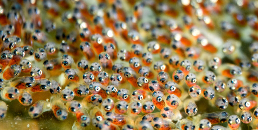 Fish Eyes, Ocean Wishes, Corl Reefs